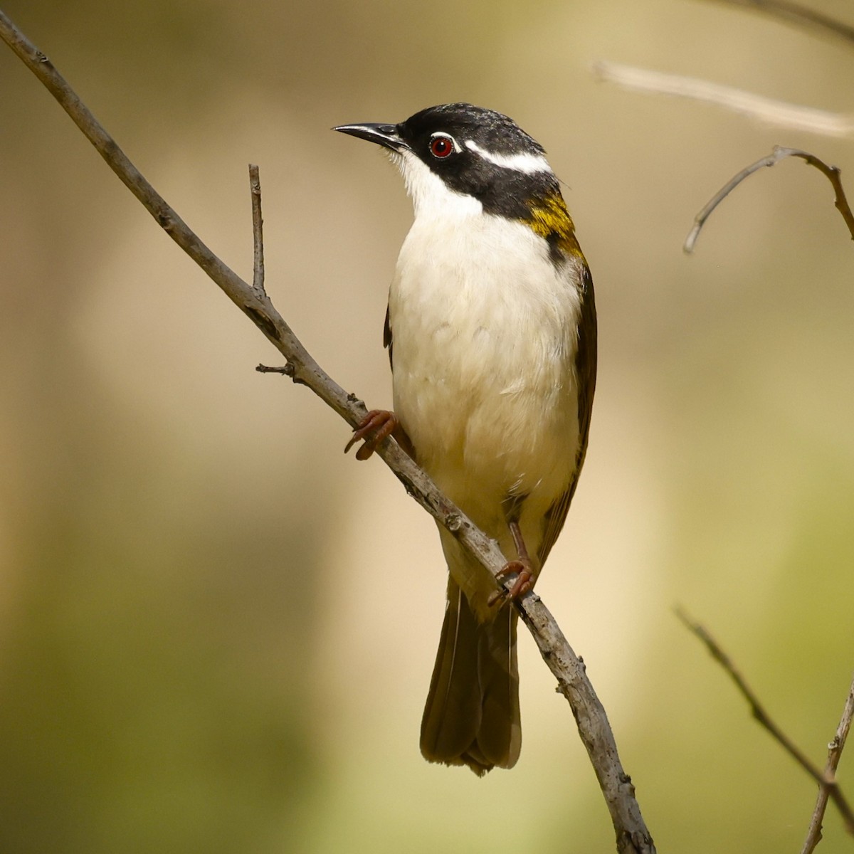 White-throated Honeyeater - ML620431201