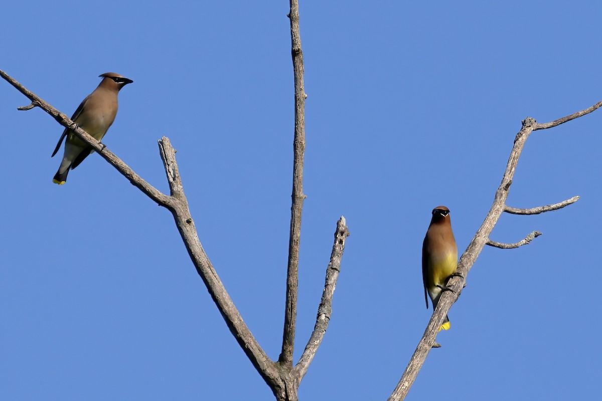 Cedar Waxwing - ML620431202