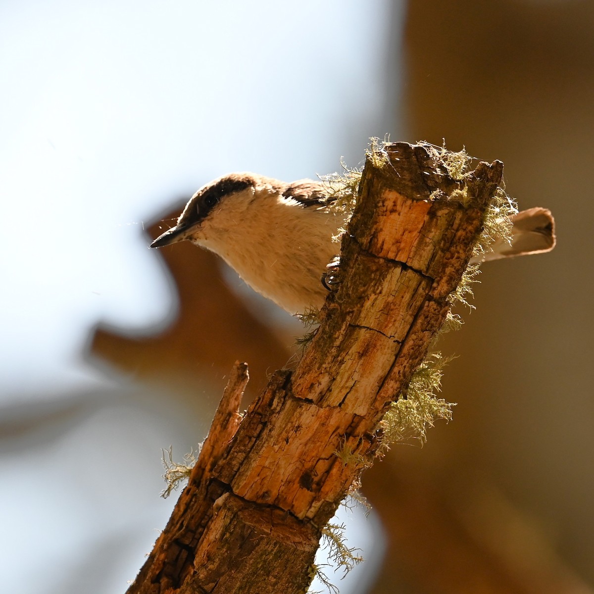 Pygmy Nuthatch - ML620431203