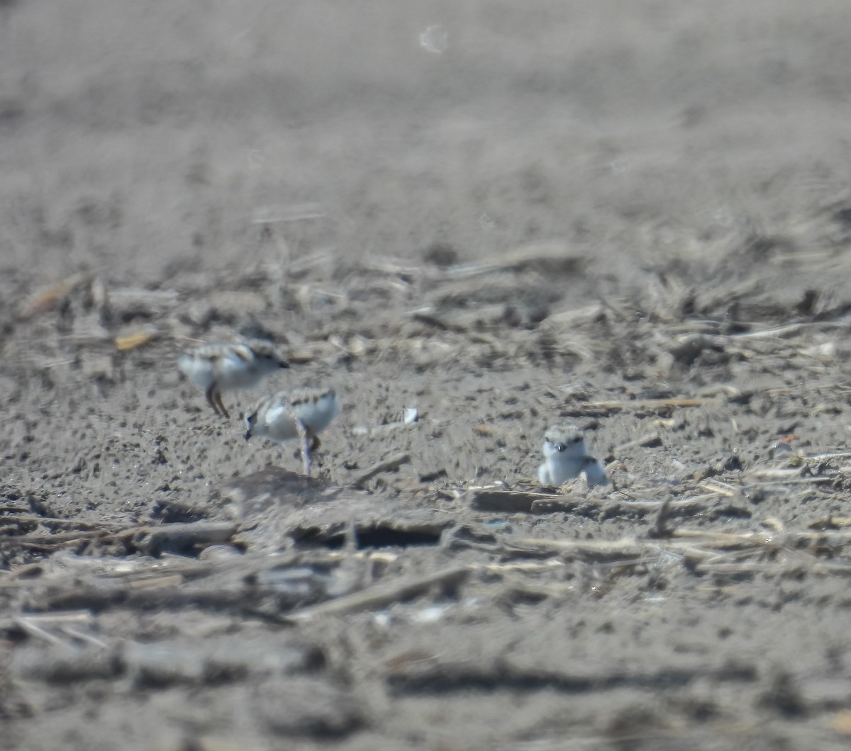 Piping Plover - ML620431204