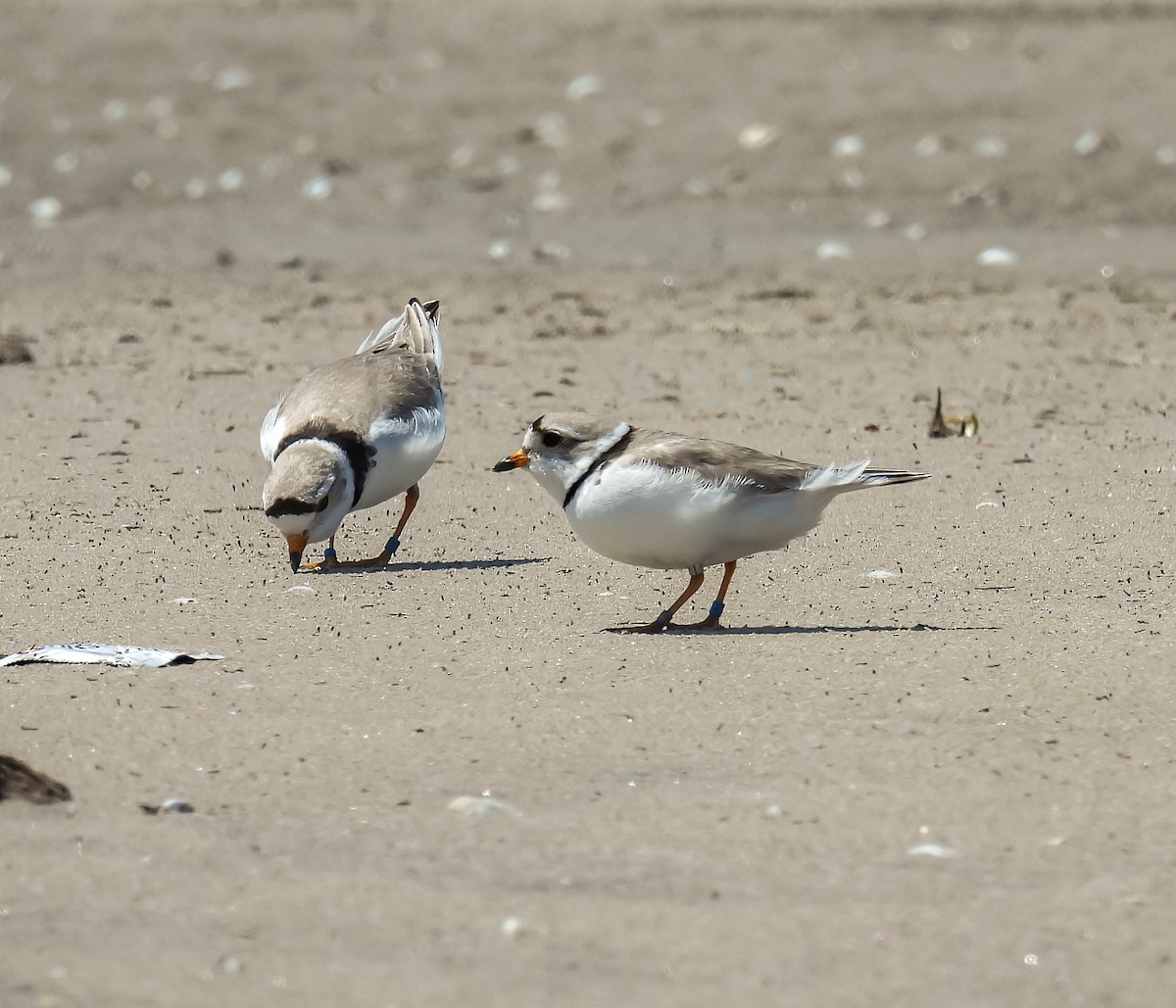 Piping Plover - ML620431205