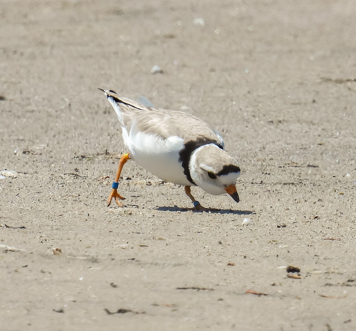 Piping Plover - ML620431206