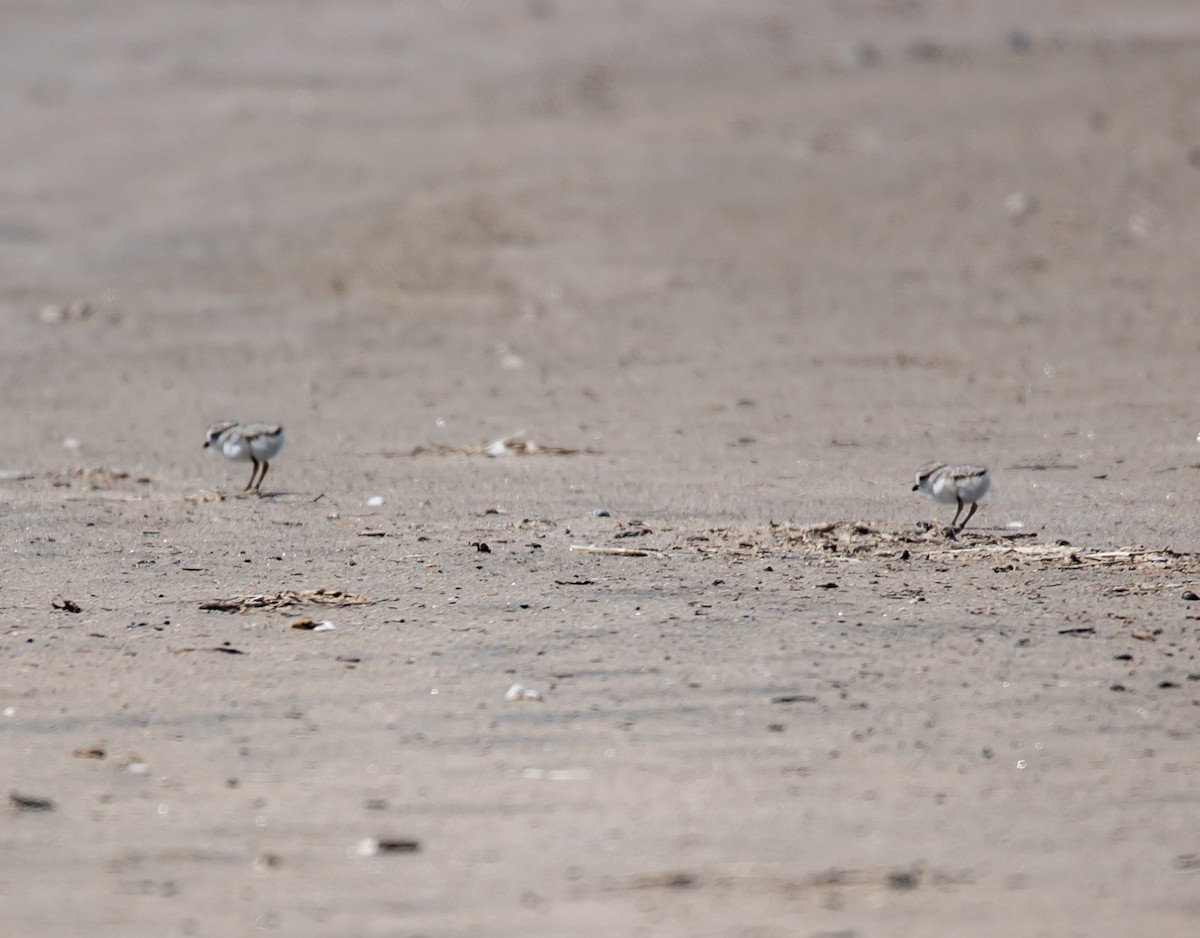 Piping Plover - ML620431207