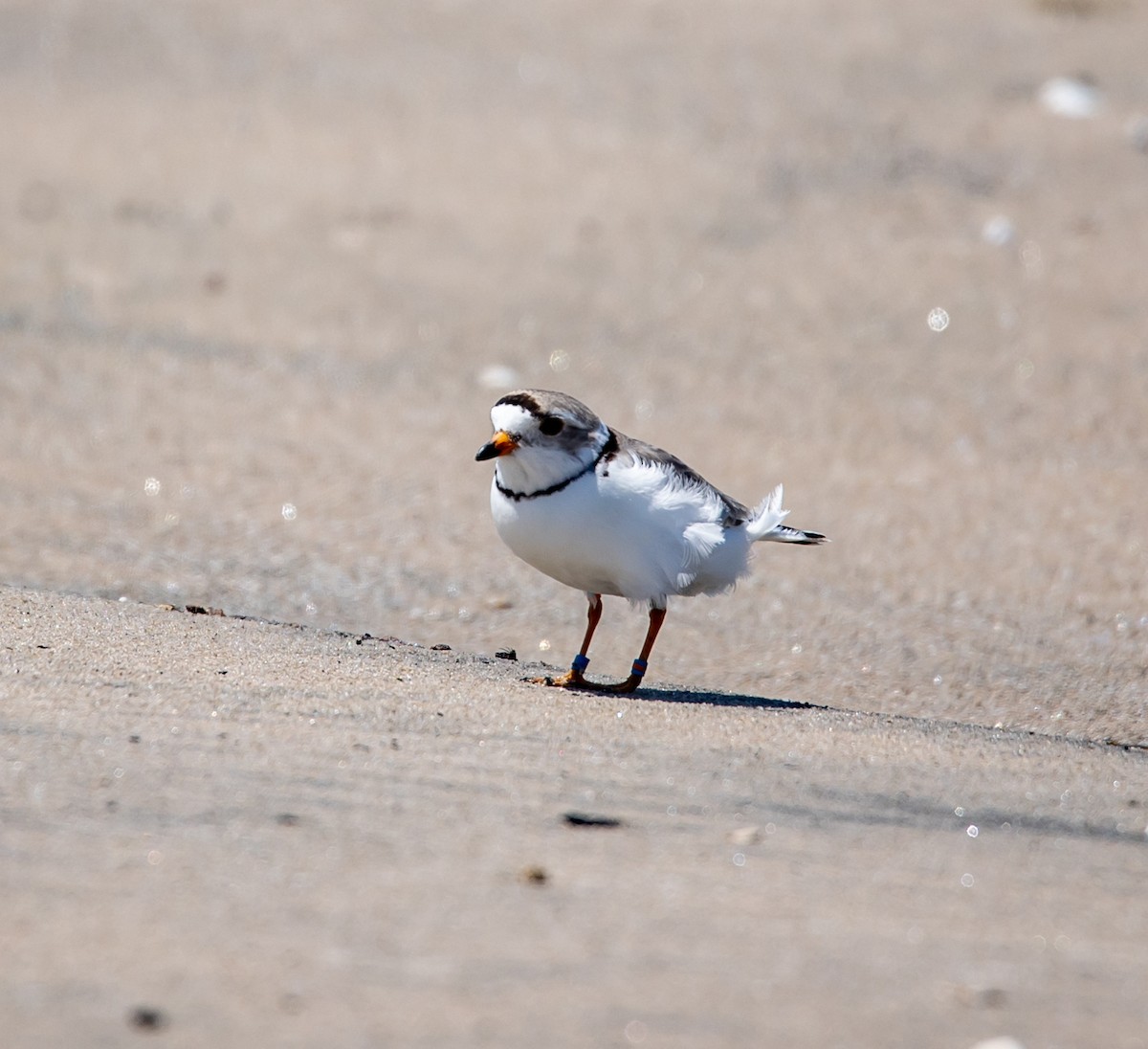 Piping Plover - ML620431208