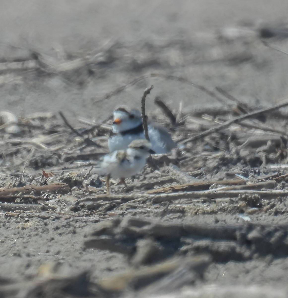 Piping Plover - ML620431209