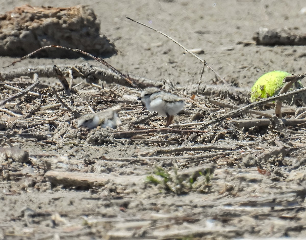 Piping Plover - ML620431210