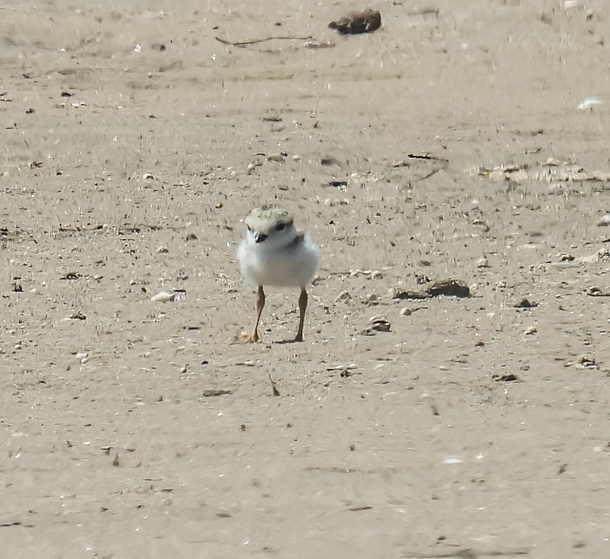 Piping Plover - ML620431211