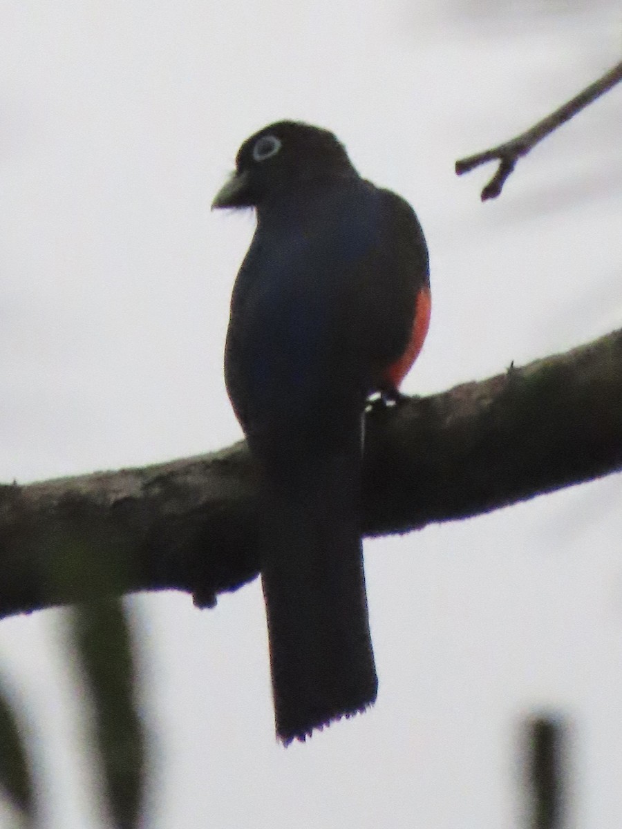 Trogon de Baird - ML620431214