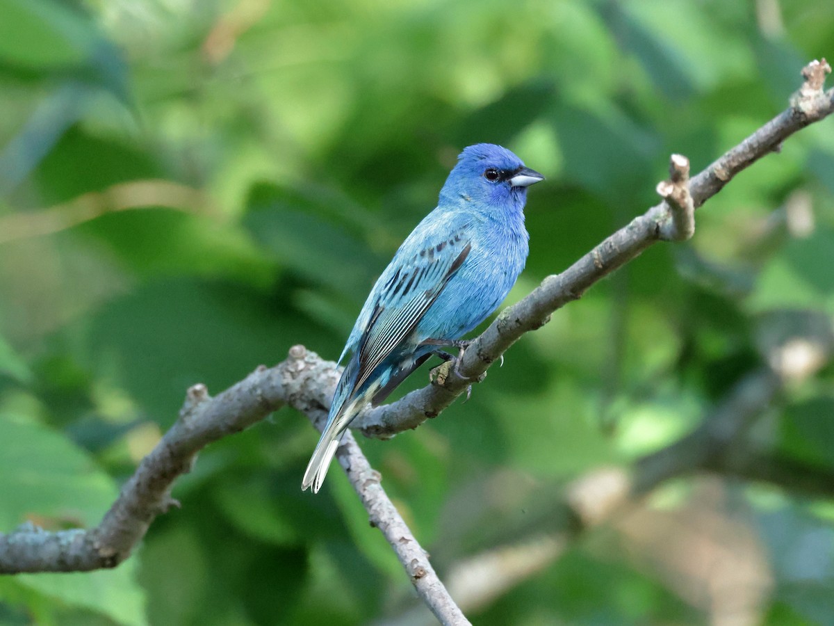 Indigo Bunting - ML620431216