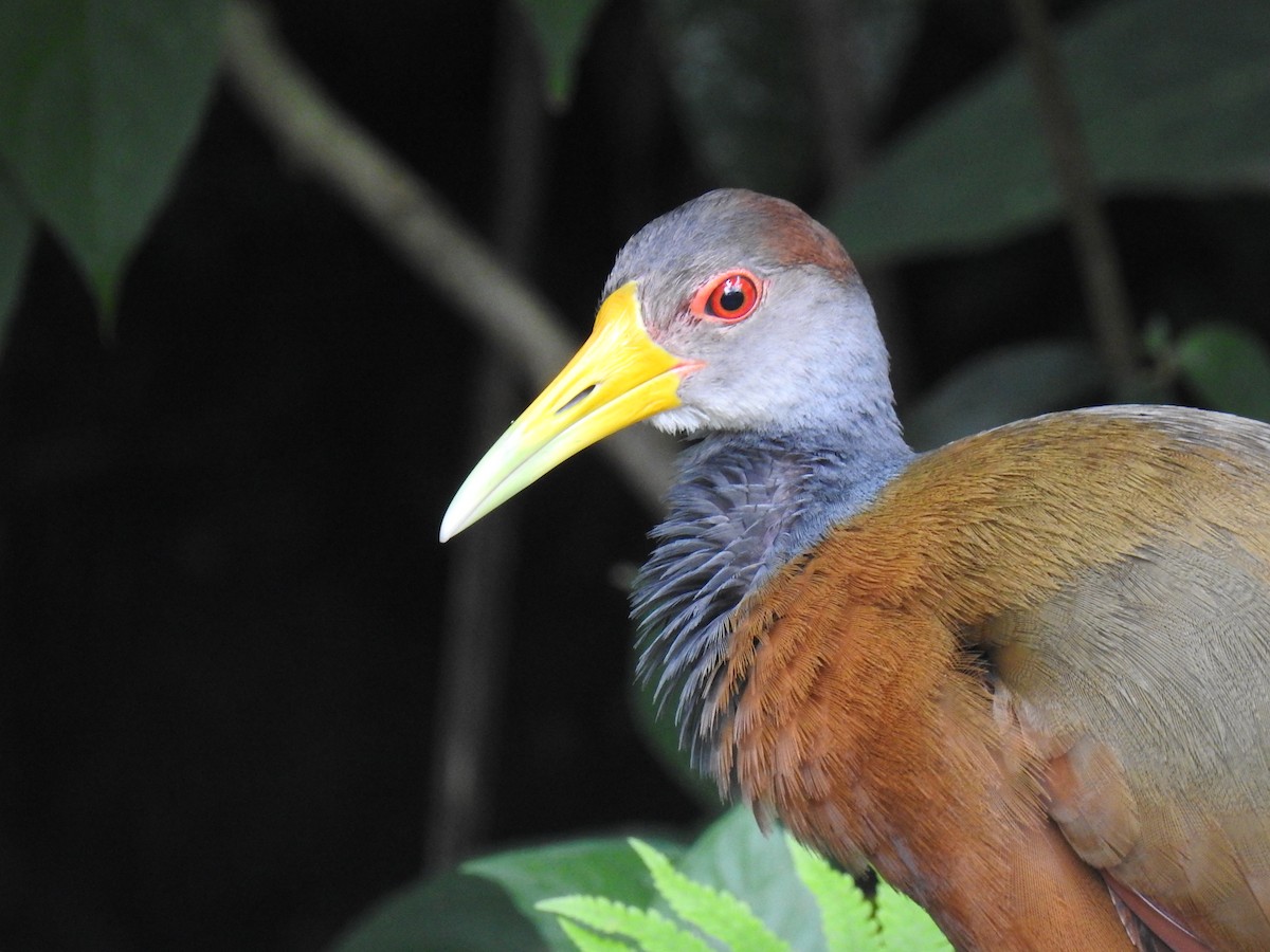 Russet-naped Wood-Rail - ML620431223