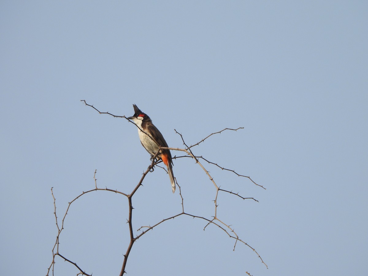 Red-whiskered Bulbul - ML620431224