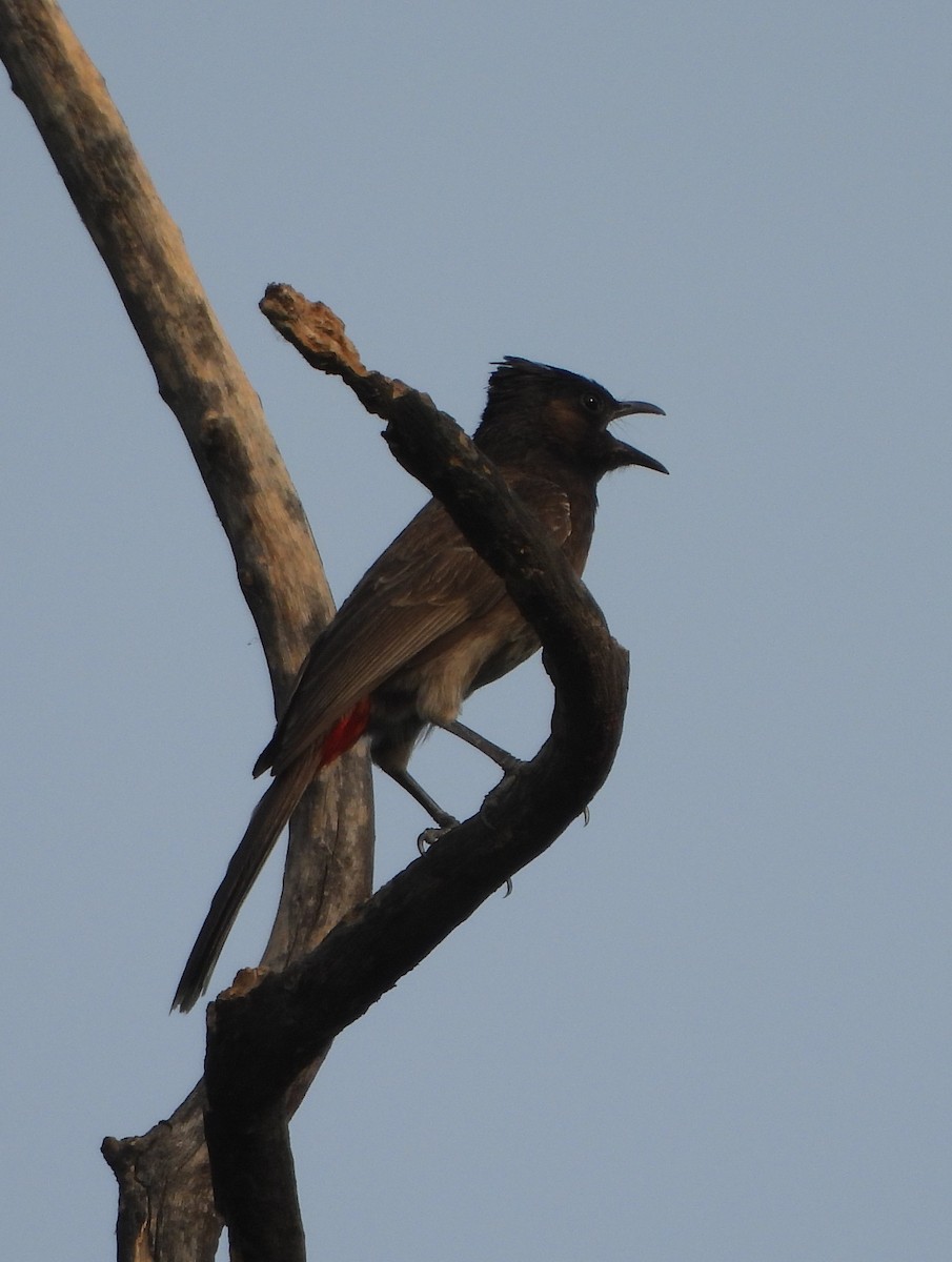 Red-vented Bulbul - ML620431229