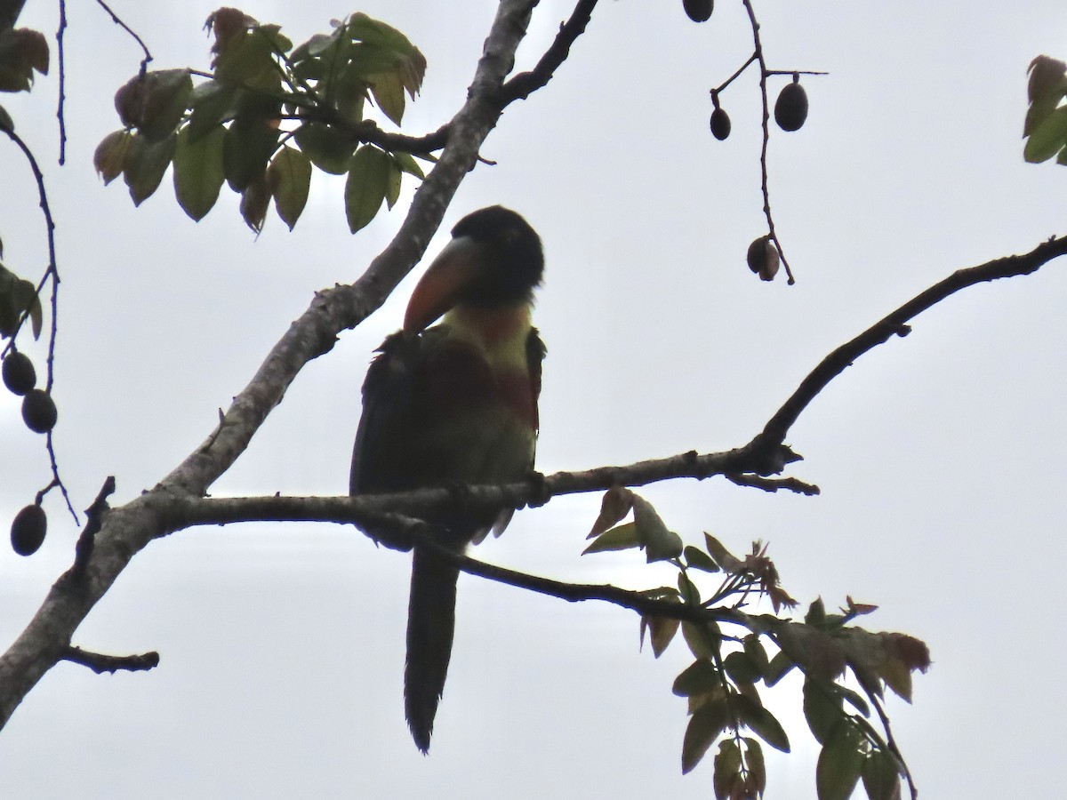 Fiery-billed Aracari - ML620431231