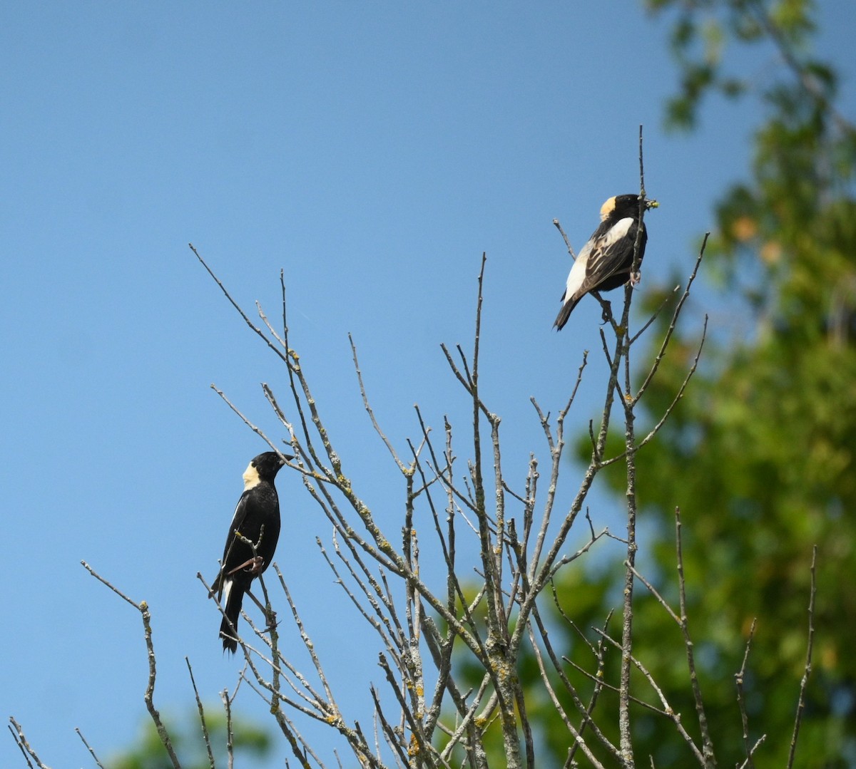 bobolink americký - ML620431232