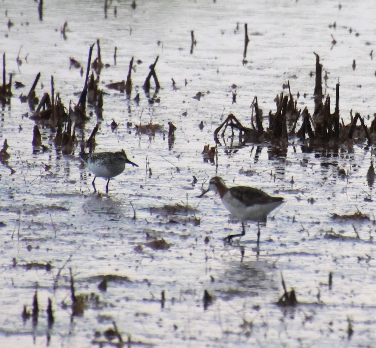 Wilson's Phalarope - ML620431234