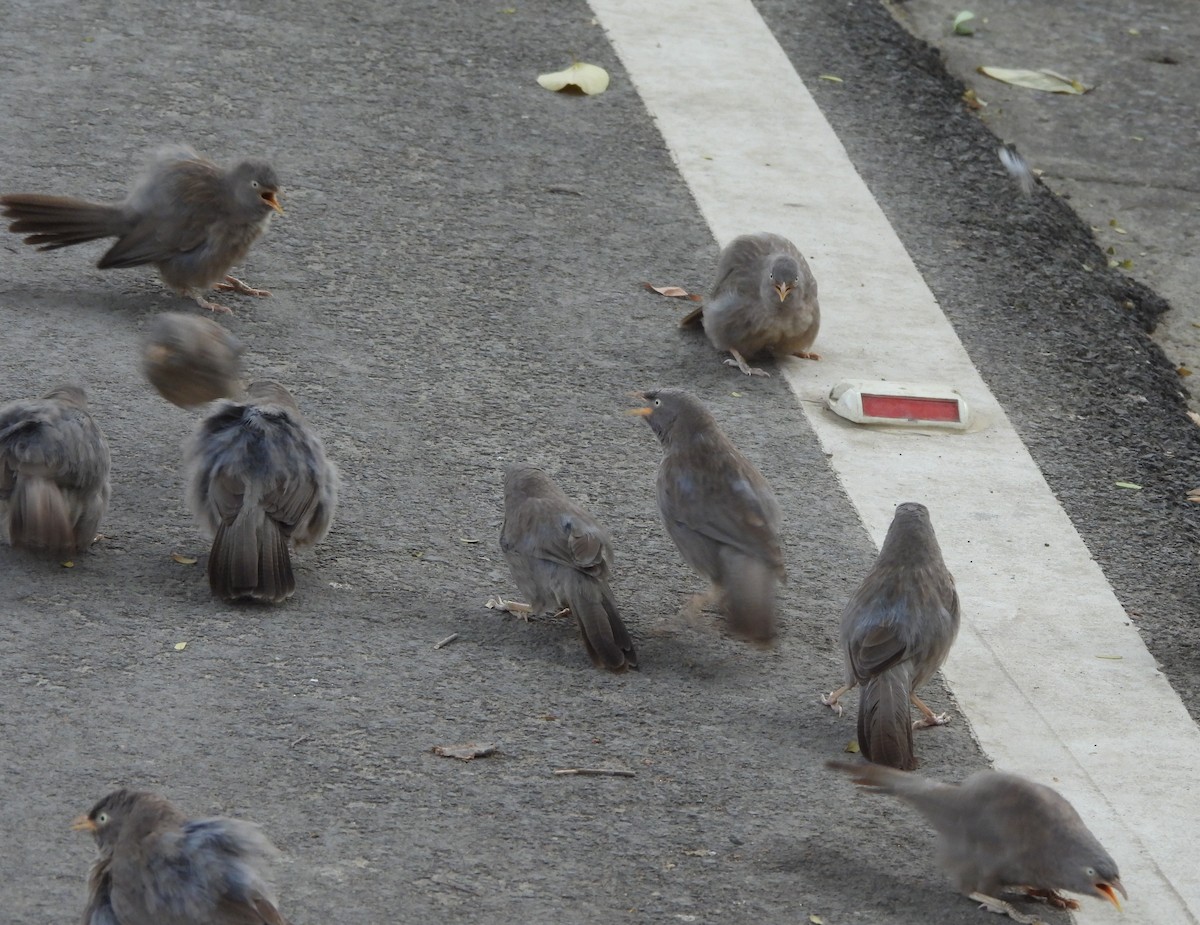 Jungle Babbler - ML620431237