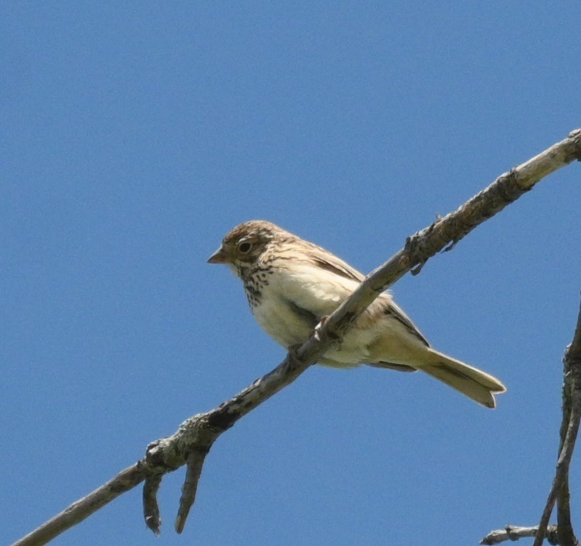Vesper Sparrow - ML620431241