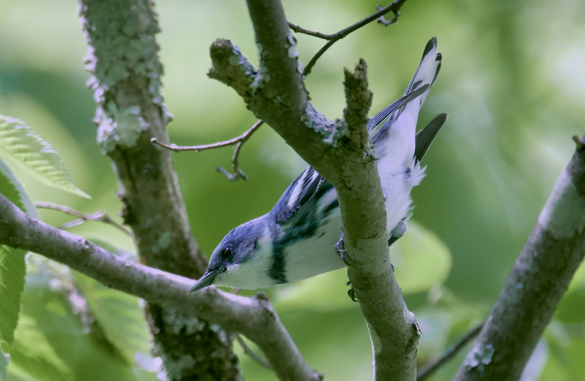 Cerulean Warbler - ML620431242