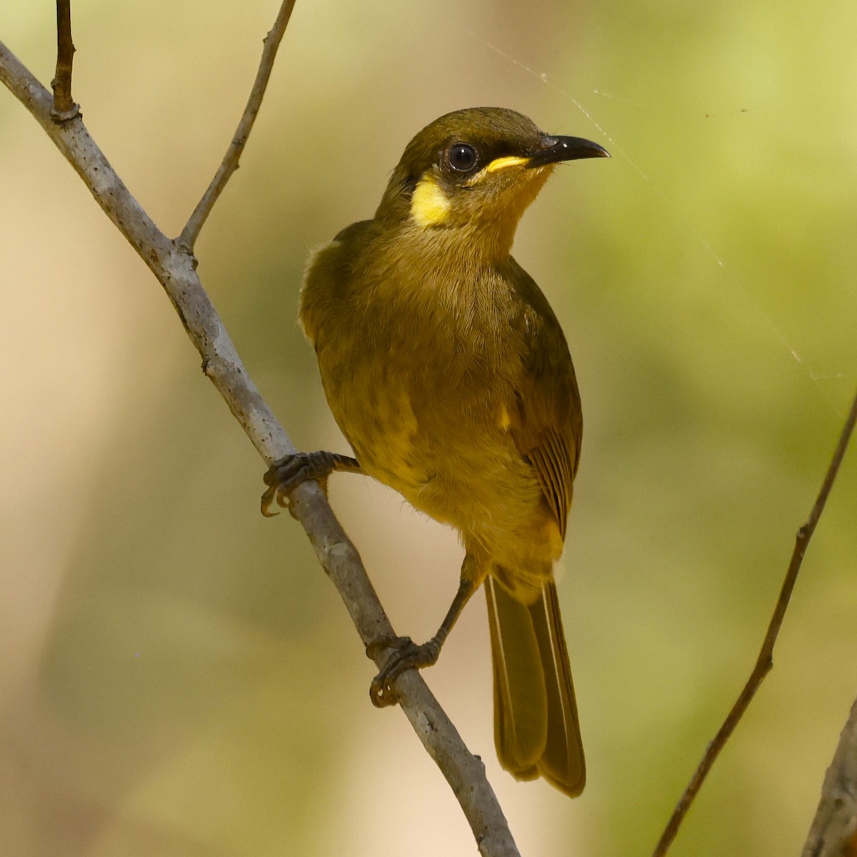 Yellow-spotted Honeyeater - ML620431243