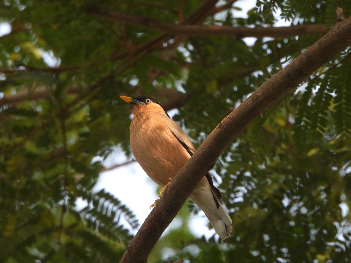 Brahminy Starling - ML620431244