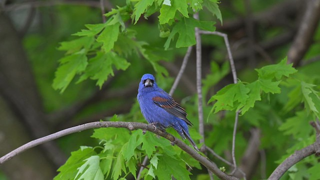 Blue Grosbeak - ML620431247