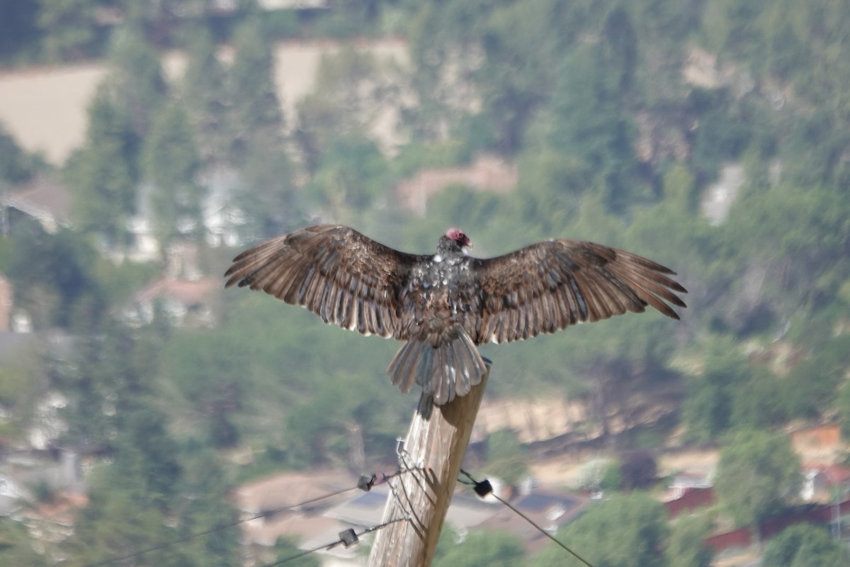 Turkey Vulture - ML620431248