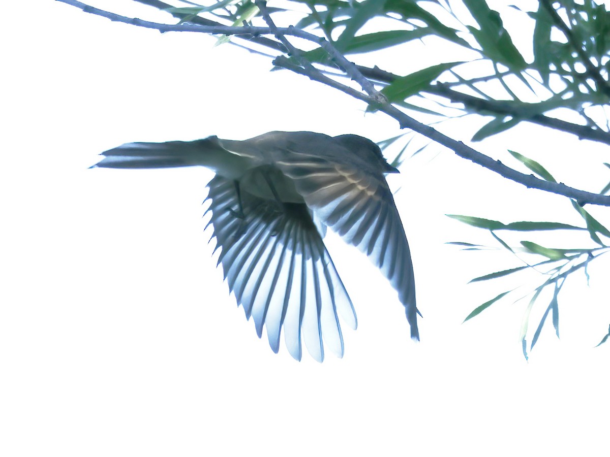 Eastern Phoebe - ML620431249