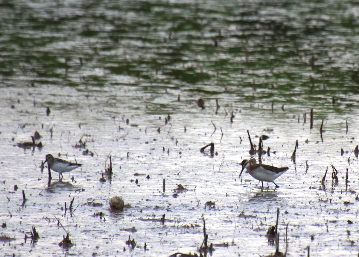 Semipalmated Sandpiper - ML620431250