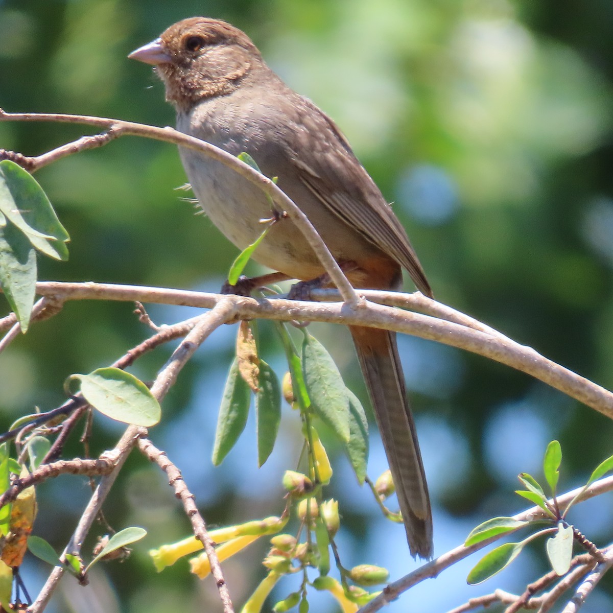 California Towhee - ML620431251