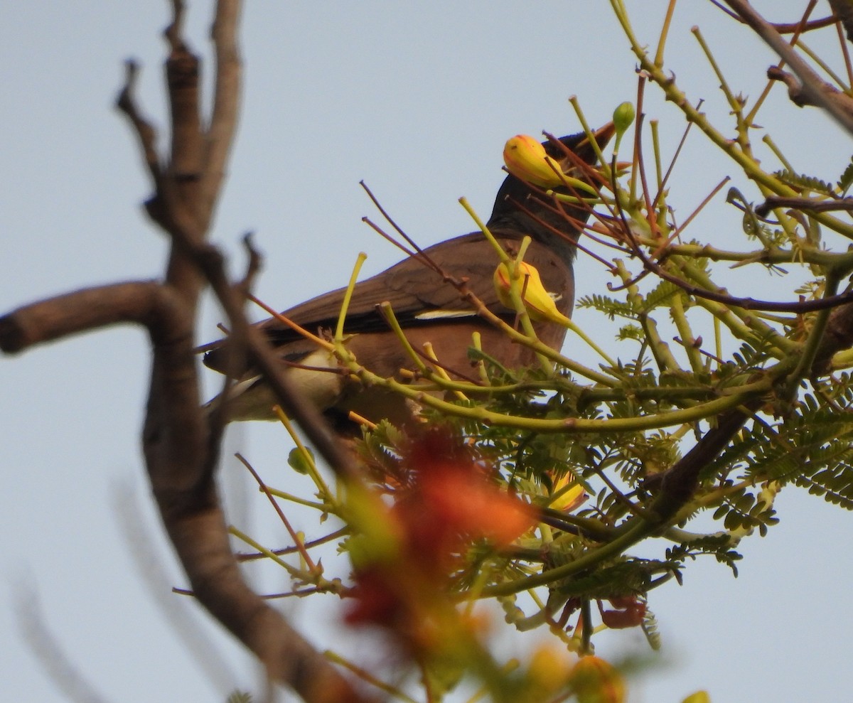 Common Myna - ML620431253