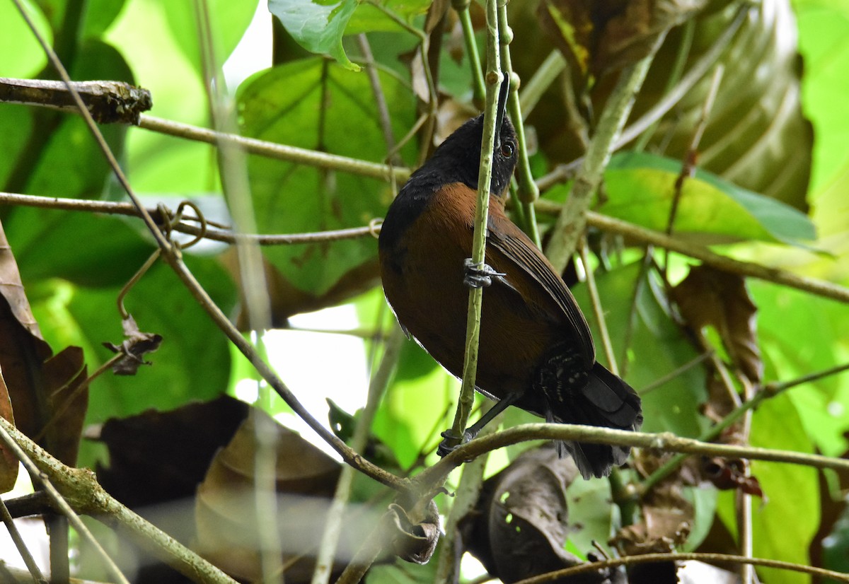 Black-throated Wren - Dean Hester