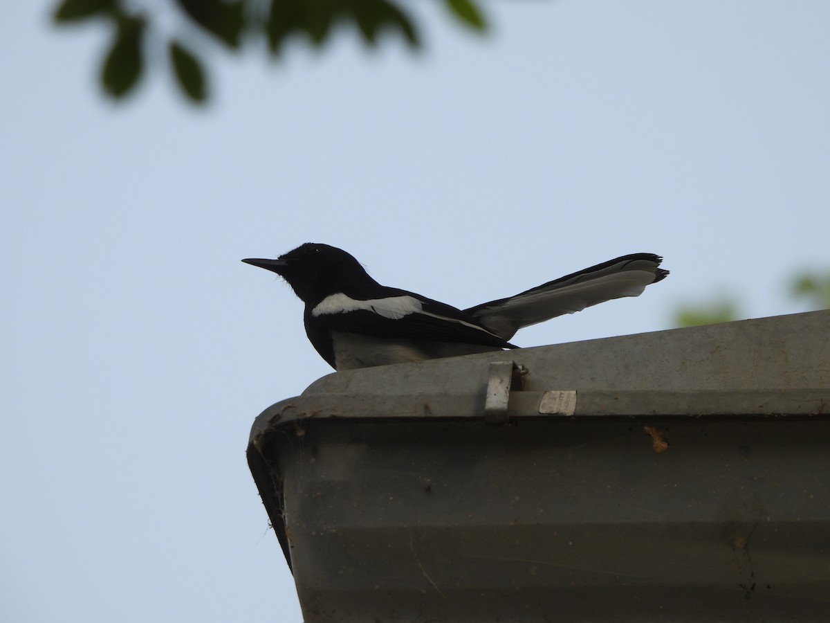 Oriental Magpie-Robin - ML620431256