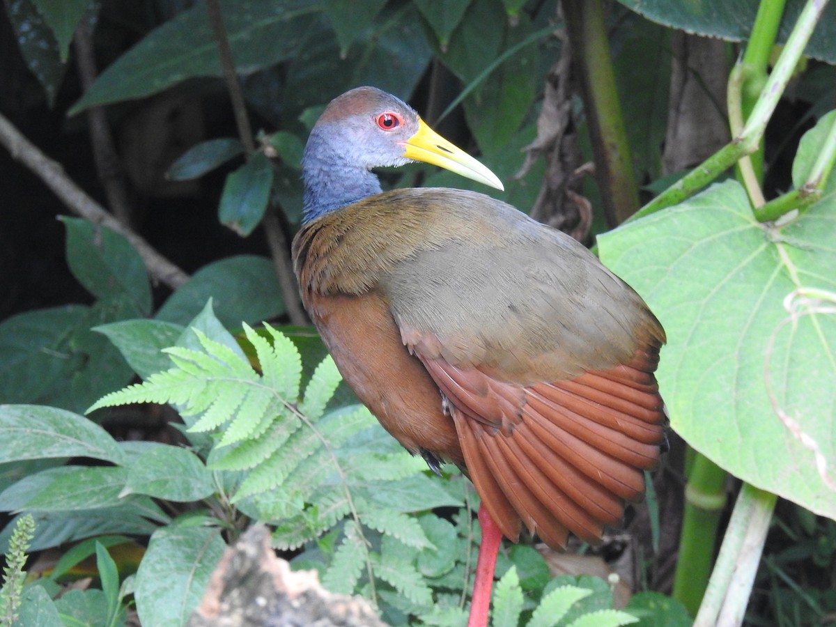 Russet-naped Wood-Rail - ML620431258