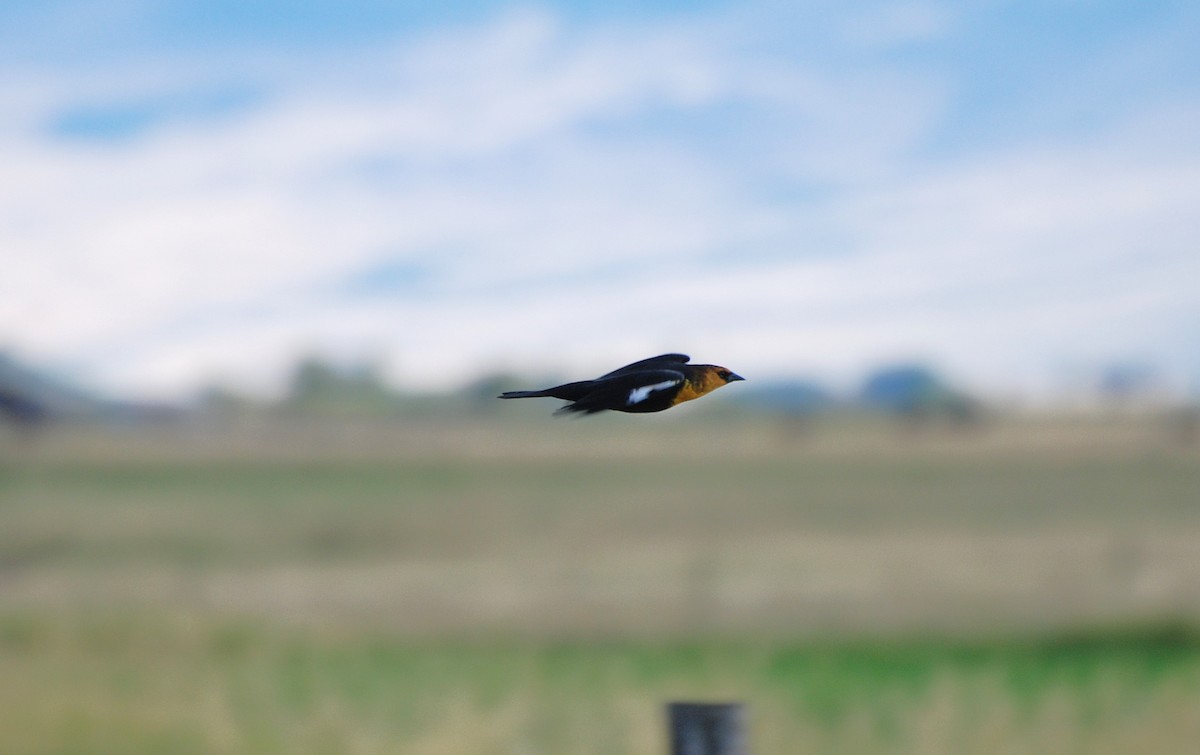 Yellow-headed Blackbird - ML620431259