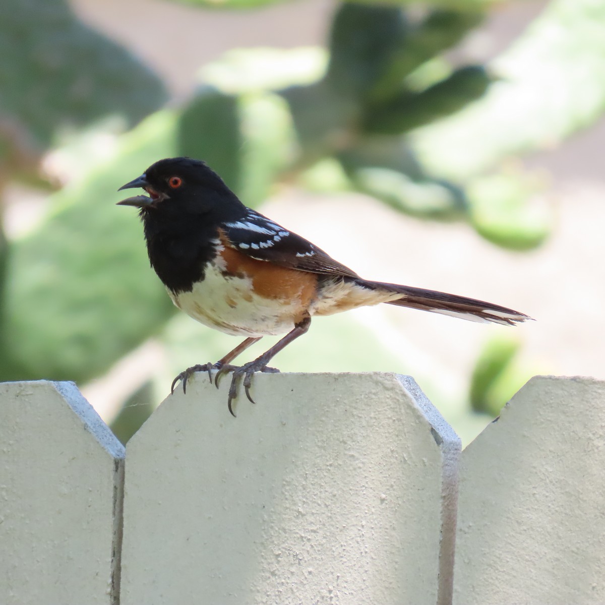 Spotted Towhee - ML620431261