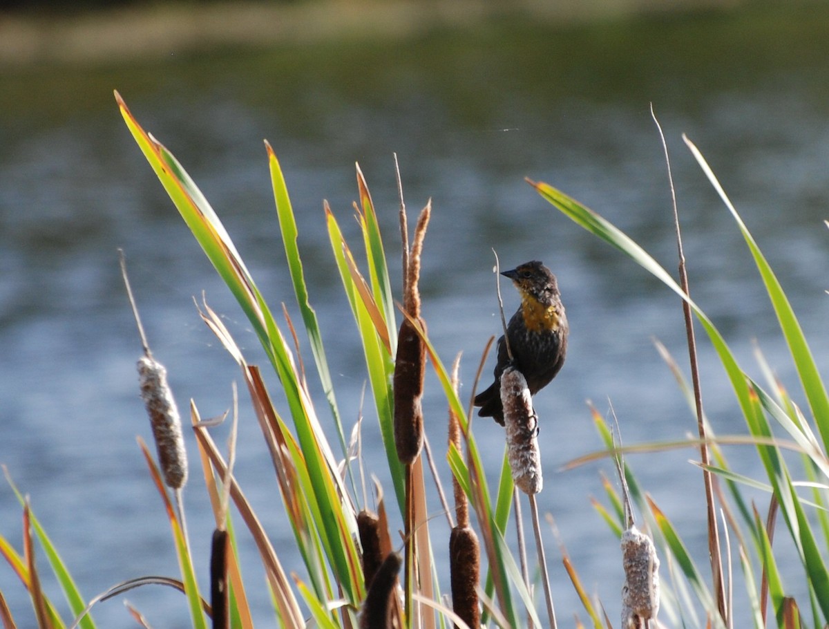 Yellow-headed Blackbird - ML620431262