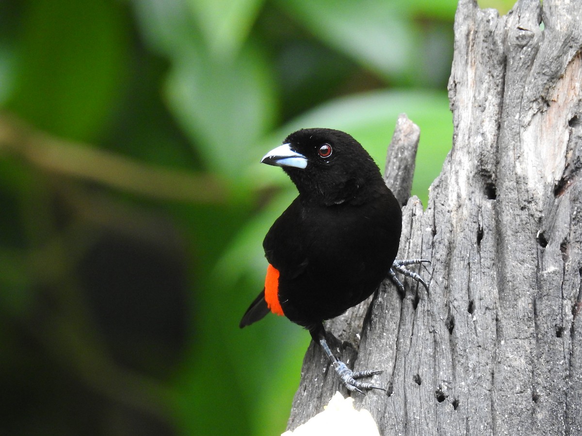 Scarlet-rumped Tanager - ML620431263