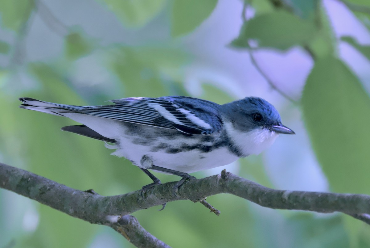 Cerulean Warbler - ML620431265