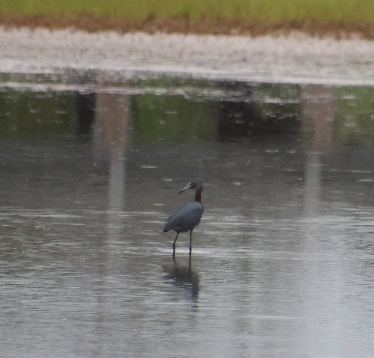 Little Blue Heron - ML620431268