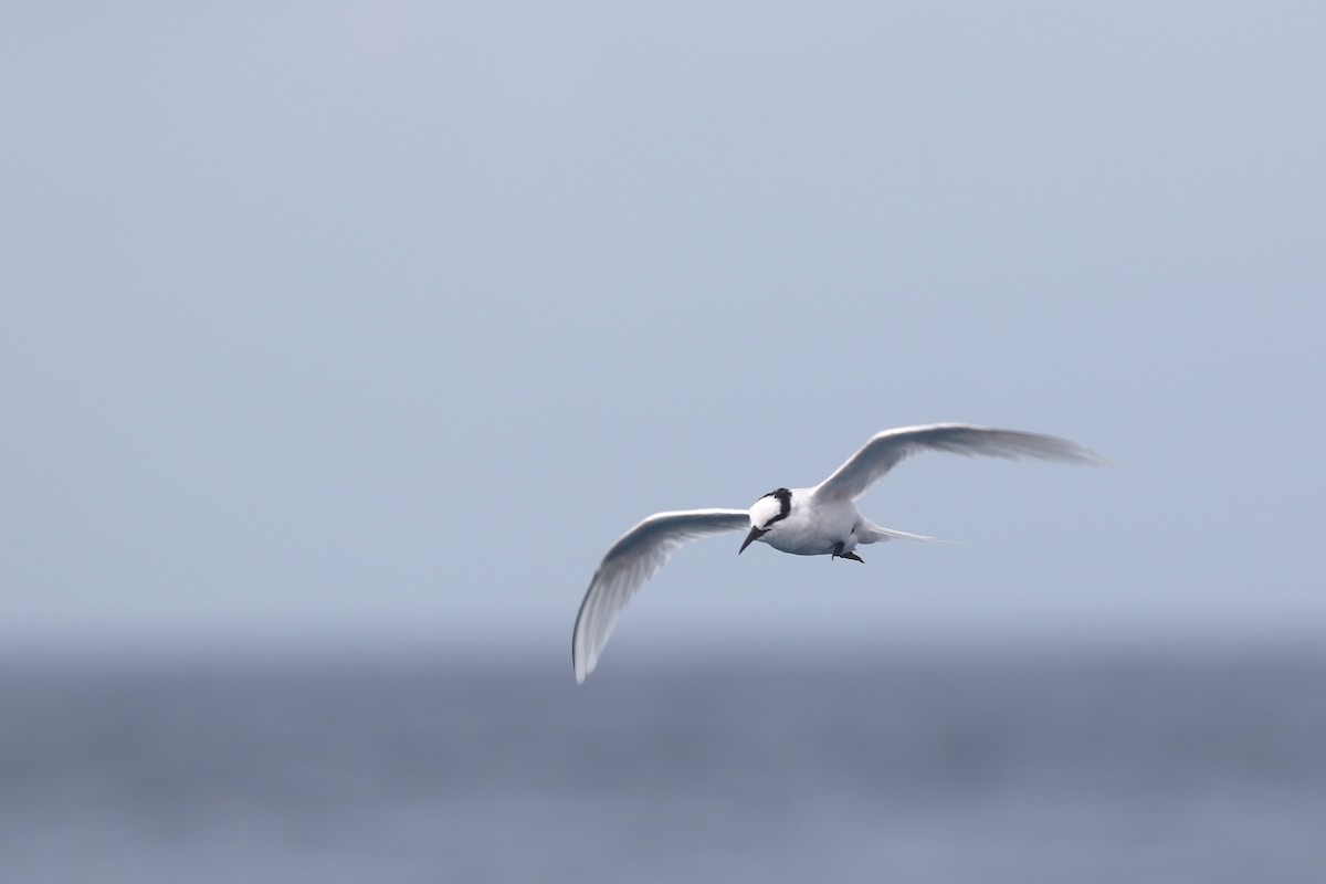 Black-naped Tern - ML620431271