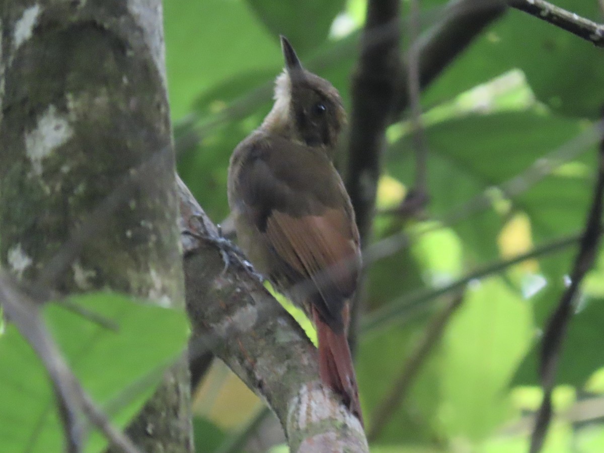 Tawny-winged Woodcreeper - ML620431272