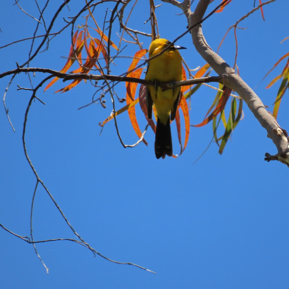 Hooded Oriole - ML620431273