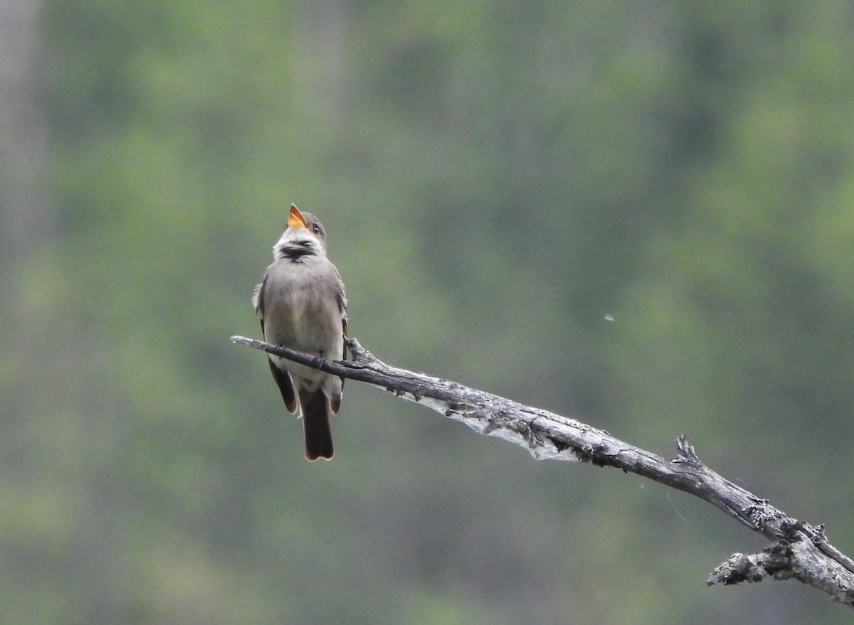 Western Wood-Pewee - ML620431279