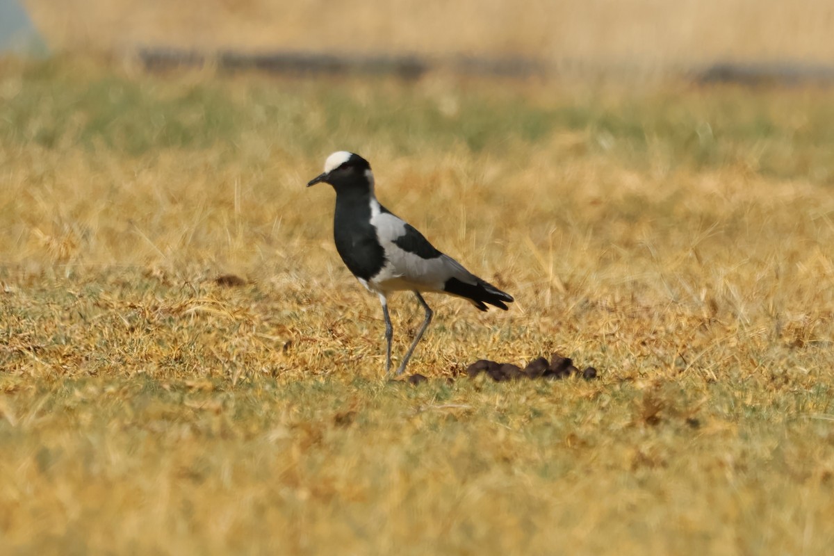 Blacksmith Lapwing - ML620431281