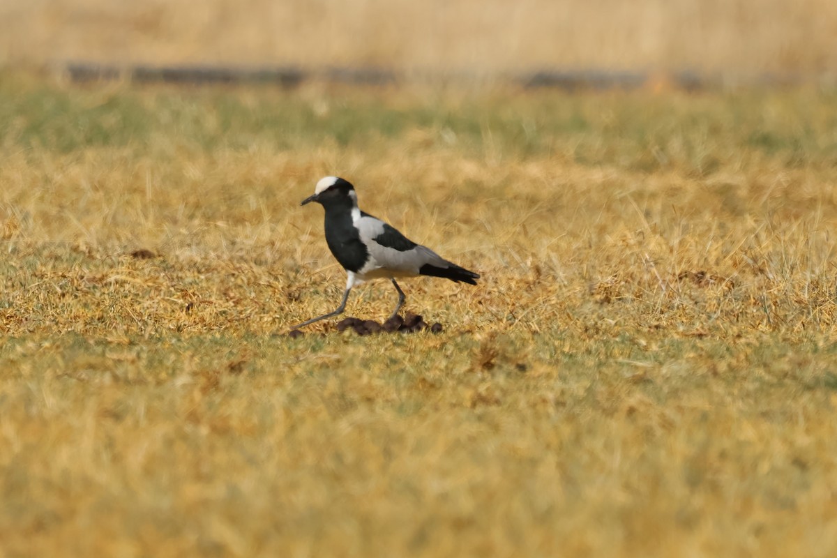 Blacksmith Lapwing - Gonzalo Galan