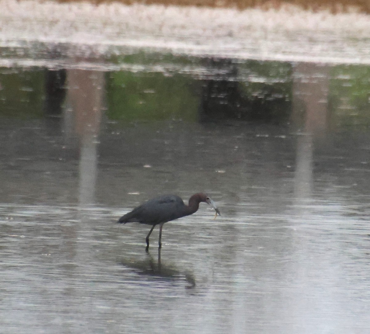 Little Blue Heron - ML620431285