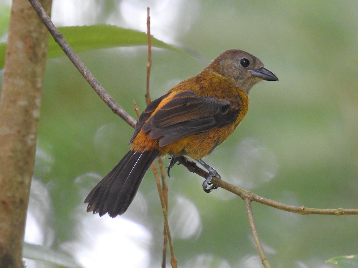 Scarlet-rumped Tanager - ML620431286