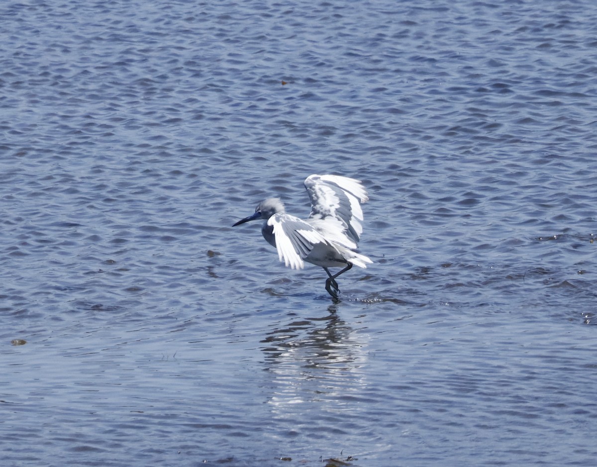 Little Blue Heron - ML620431296