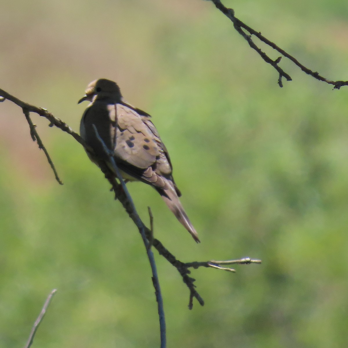 Mourning Dove - Brian Nothhelfer