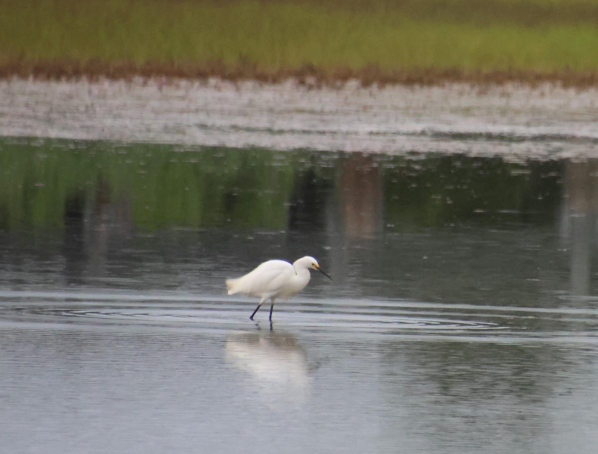 Snowy Egret - ML620431298